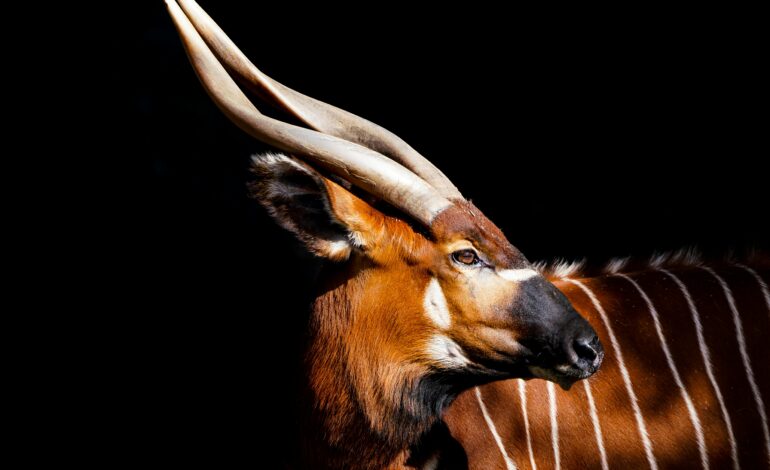  From Endangered to Empowered: The Inspiring Birth of a Baby Bongo Antelope