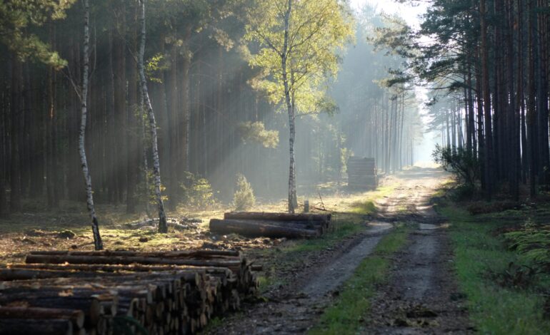  The Forgotten Forests: Protecting the Boreal for Future Generations