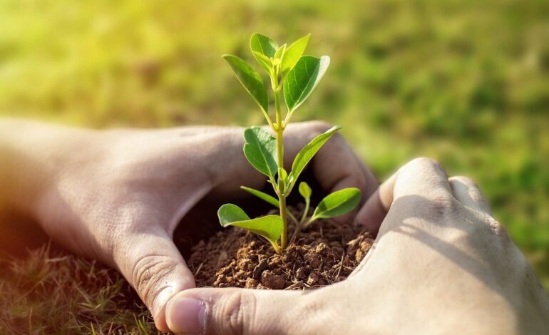  Global Green: Youth Lead the Charge to Plant a Million Trees for a Sustainable Future